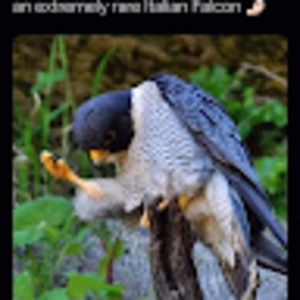 Meet your Posher, Crimsin